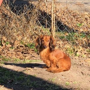 Meet your Posher, Peggy